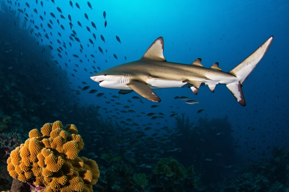 Schutz der Meereslebewesen durch Umwelt-DNA