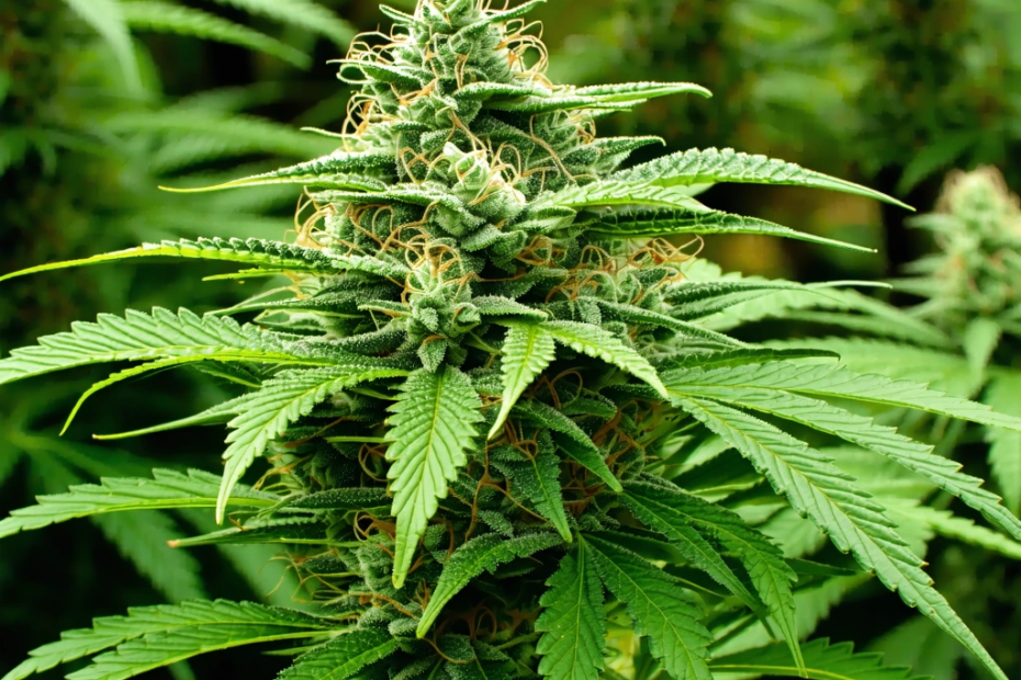 Wird die Legalisierung von Cannabis zur Gesundheitskrise?