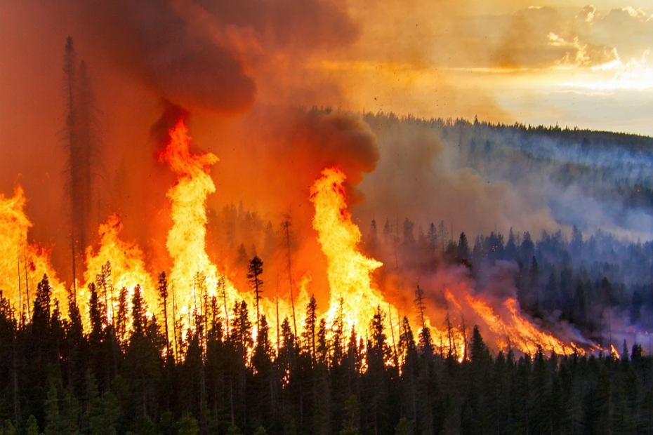 Feueralarm! Wie der Klimawandel Waldbrände in den USA entfacht