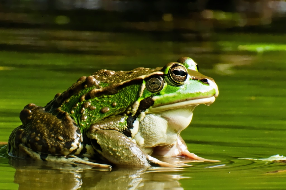 Wie der amerikanische Frosch in Südkorea zur Umweltplage wurde