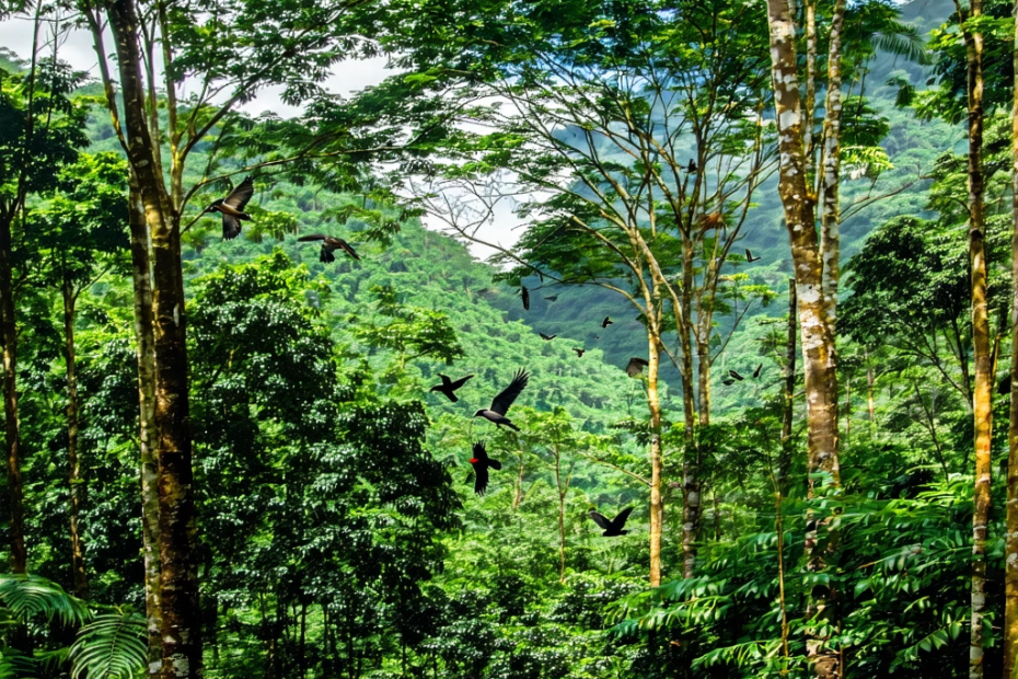 Wie ein brasilianisches Paar eine Wüste in einen lebendigen Wald verwandelte