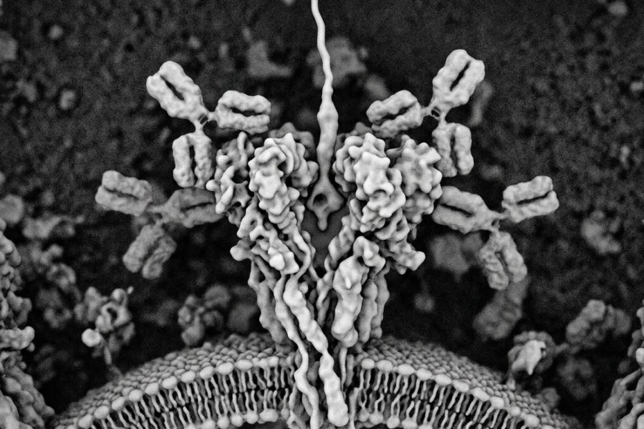 Vier Bausteine, ein verborgener Andockpunkt: So beginnt eine Infektion mit dem Andes-Virus